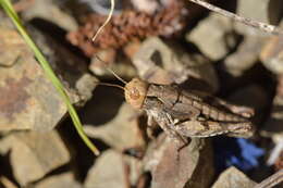 Image of New Zealand Grasshopper