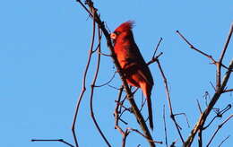 Image of Cardinalis Bonaparte 1838