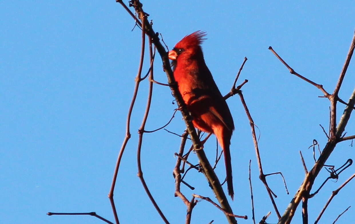 Image of Cardinalis Bonaparte 1838