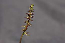 Image of Tallong midge orchid