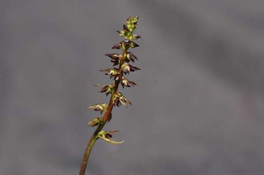 Image of Tallong midge orchid