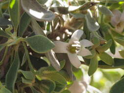 Imagem de Eremophila forrestii F. Muell.