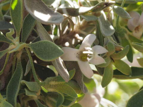 Imagem de Eremophila forrestii F. Muell.