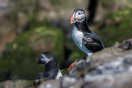 Image of Puffin