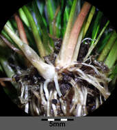 Juncus bulbosus L. resmi