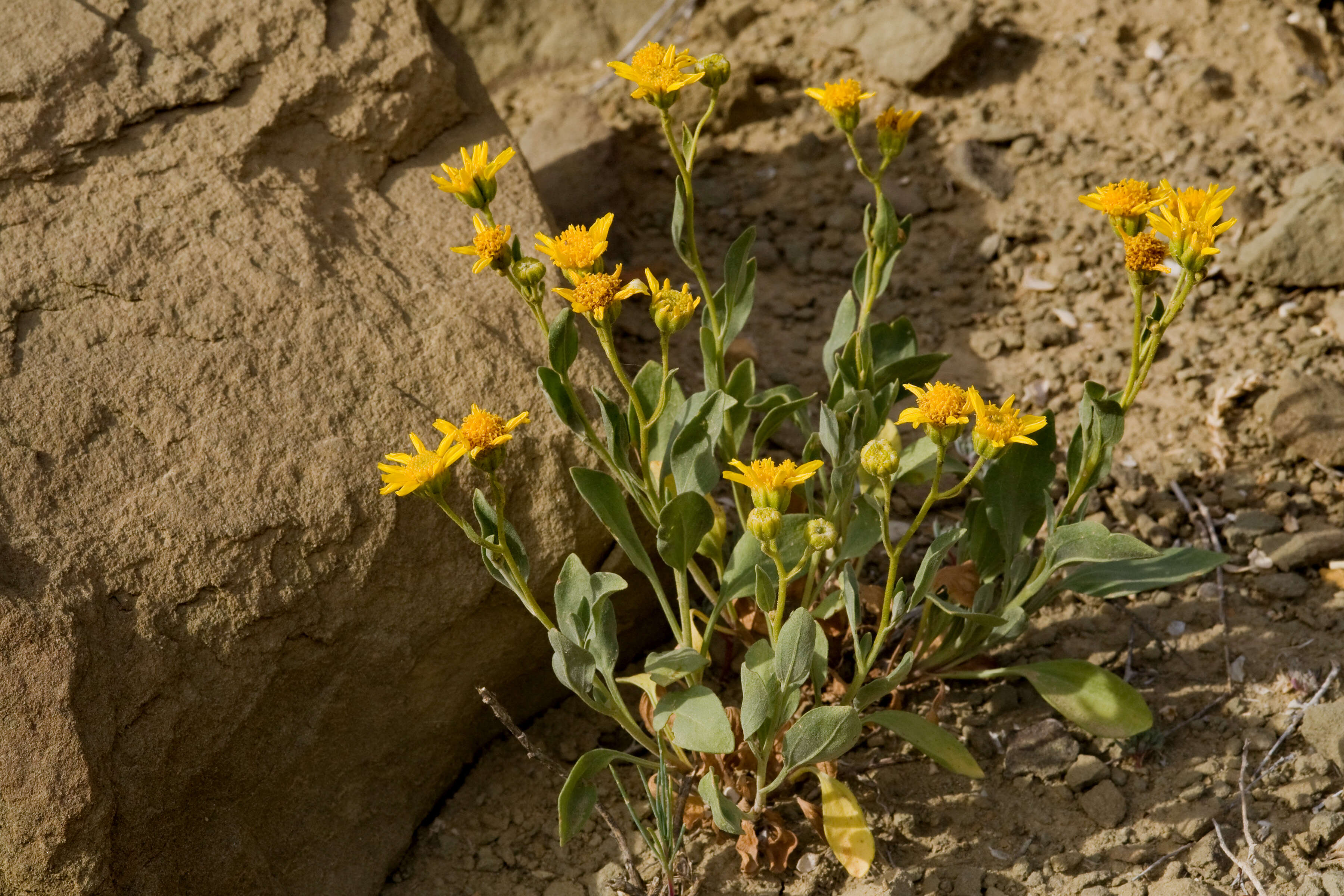 Image de Platyschkuhria integrifolia (A. Gray) Rydb.