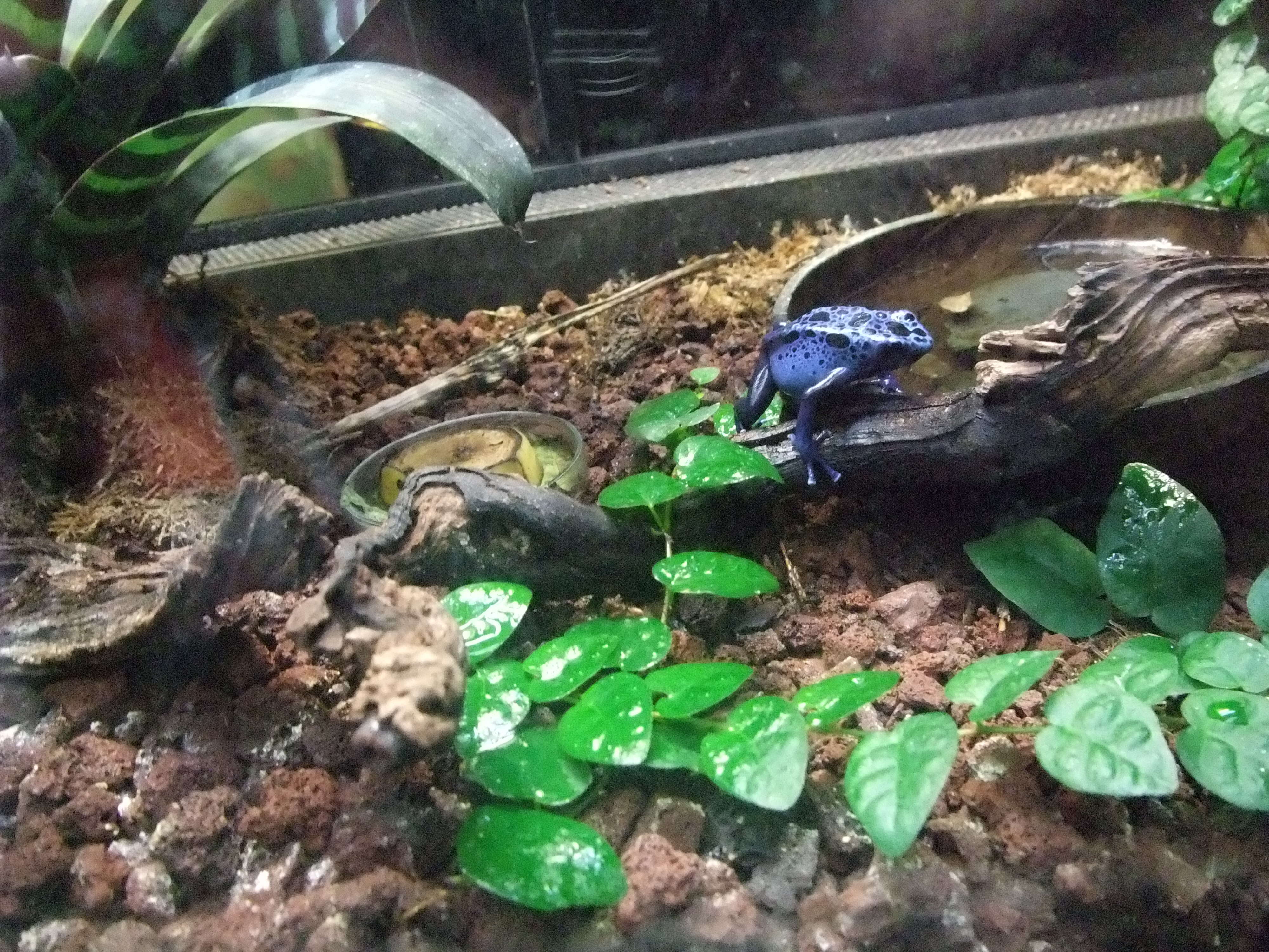 Image of Dendrobates azureus