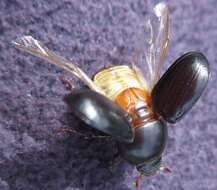 Image of black lawn beetle