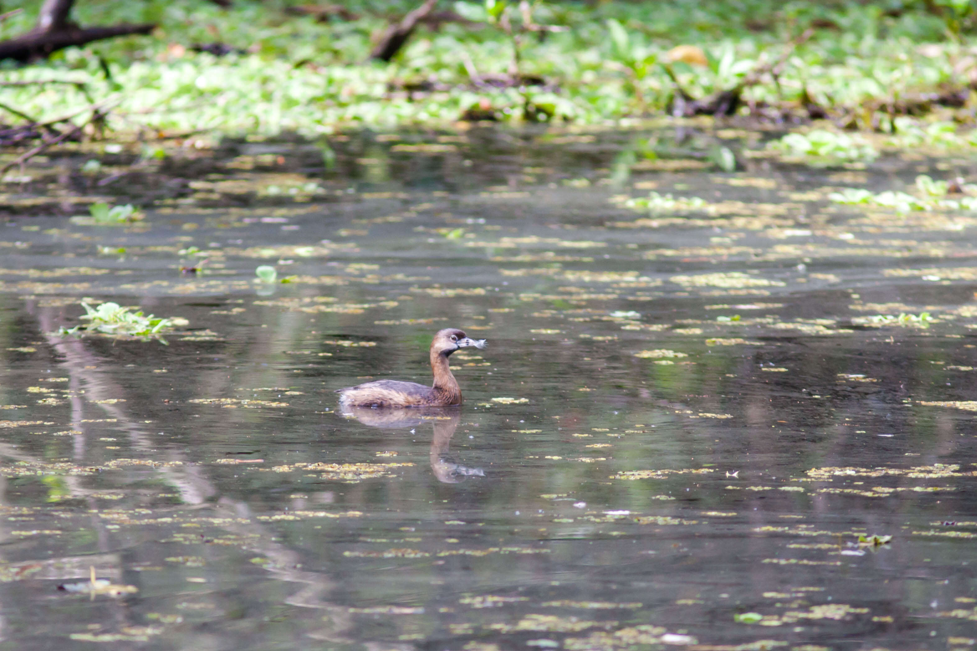 Image of Pied-billed Grebe