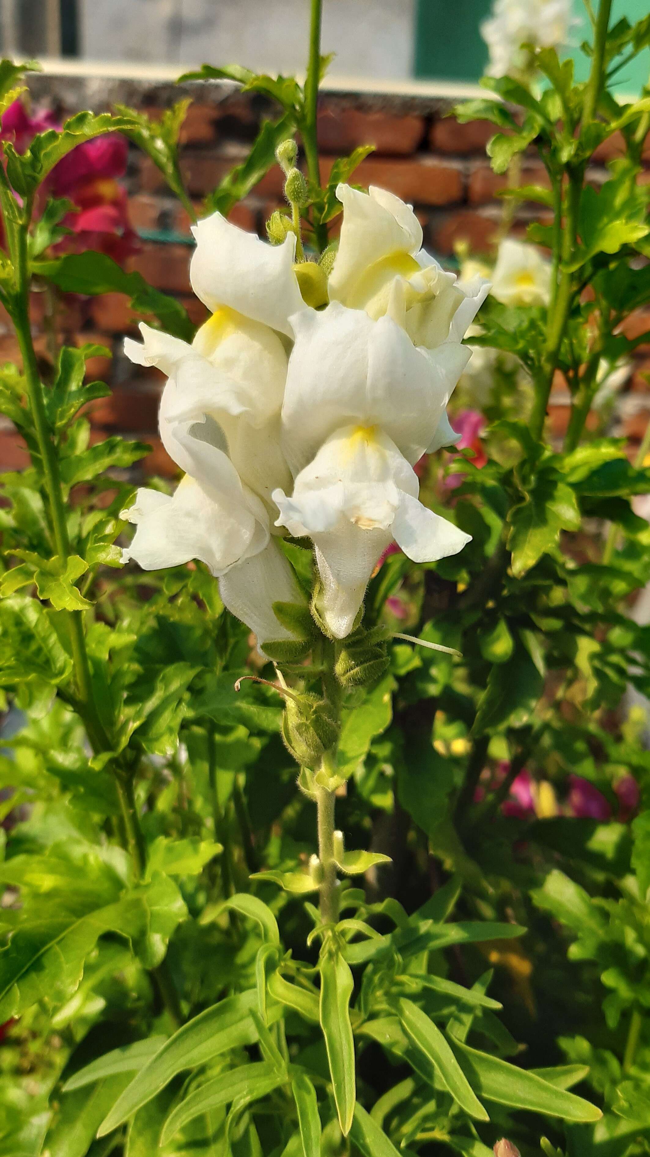 Image of garden snapdragon