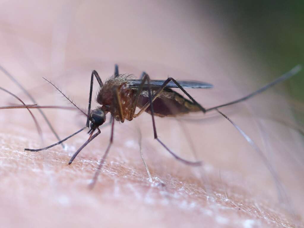 صورة Aedes cinereus Meigen 1818