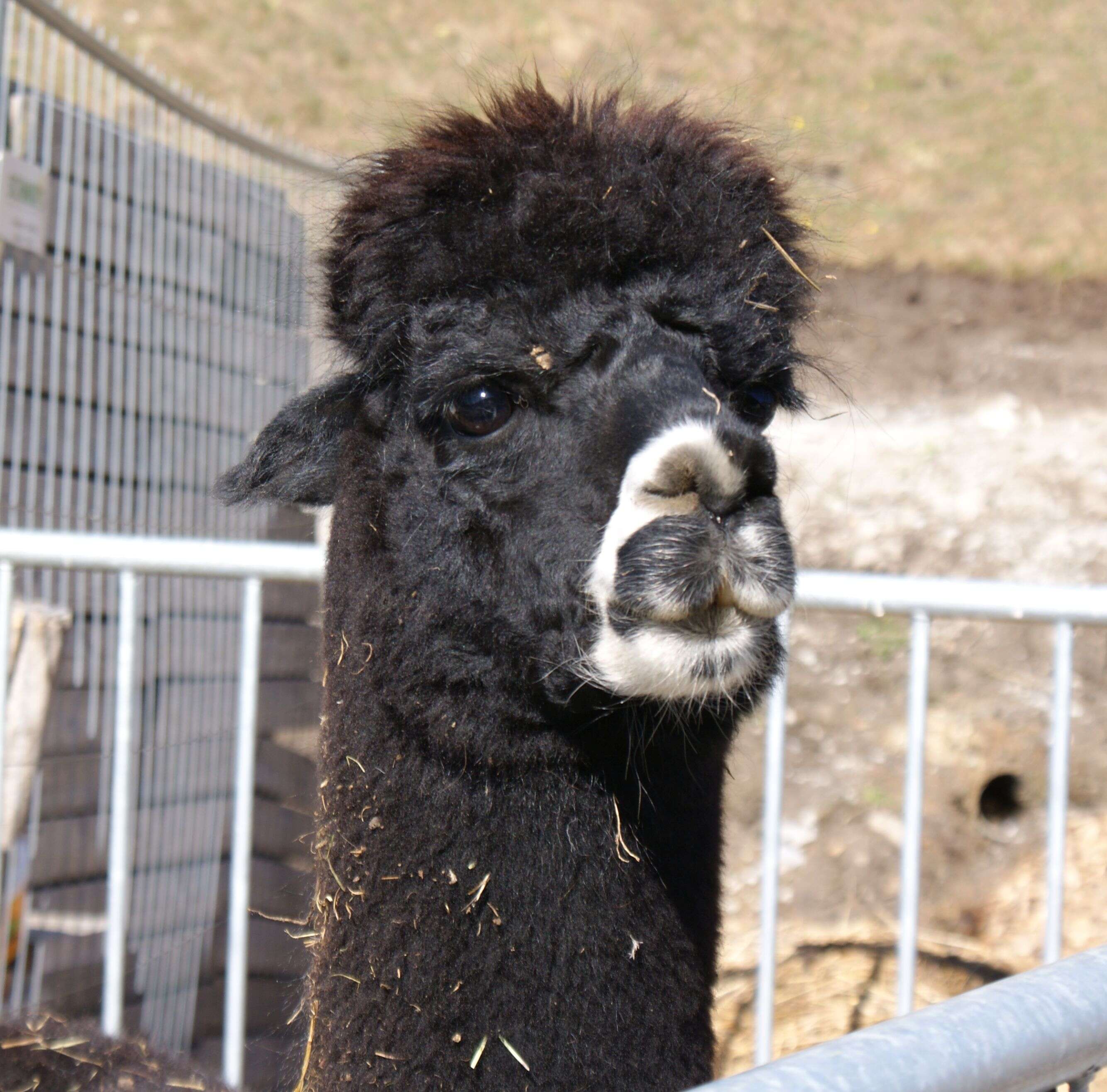 Image of Alpaca