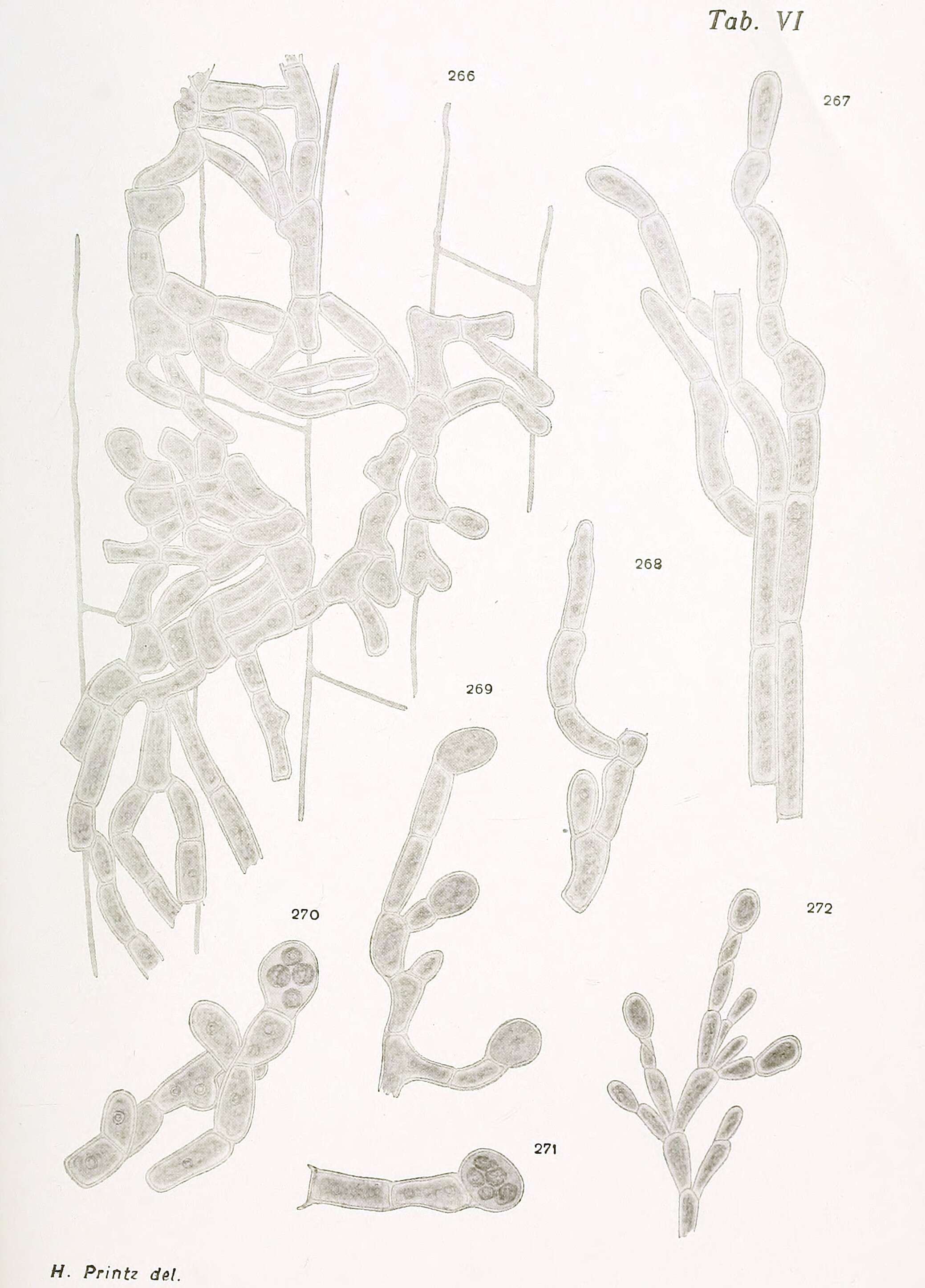 Image of Epibolium Printz 1916