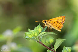 Image of Bush Hopper