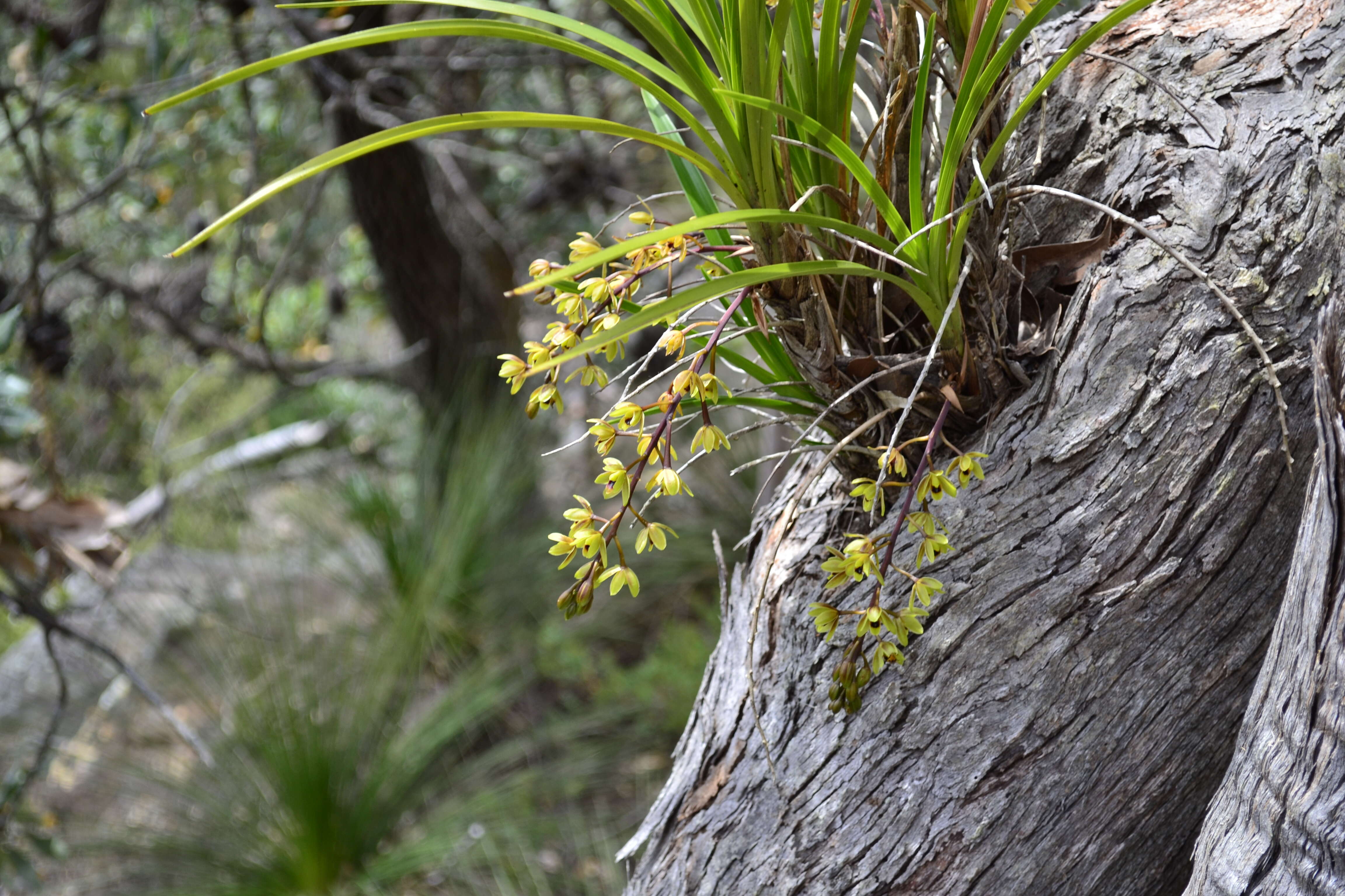 Image of Snake orchid