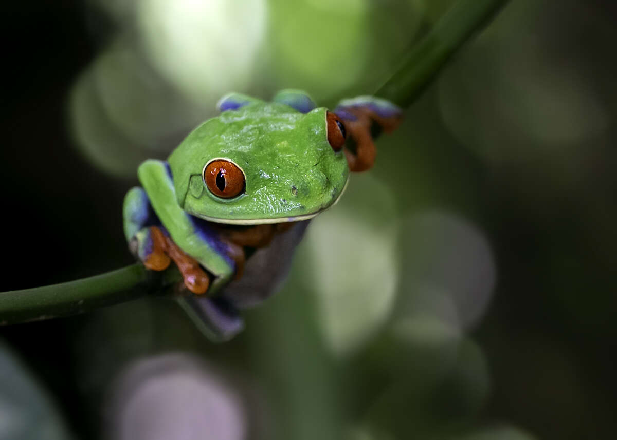 Image of Red-eyed Leaf frog