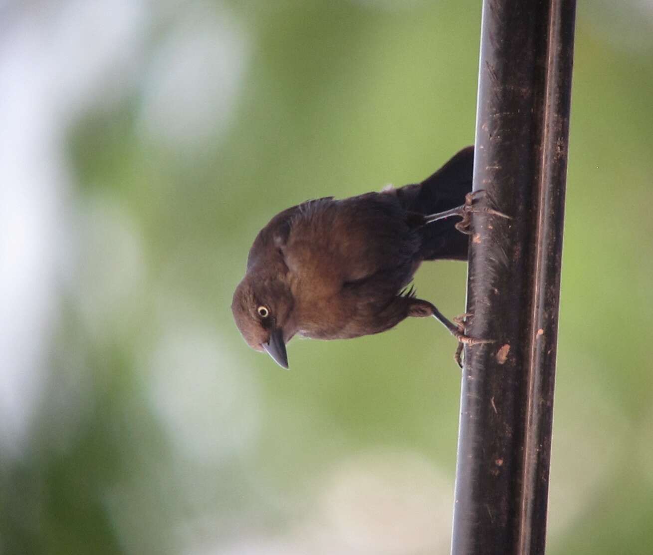 Image of Carib Grackle