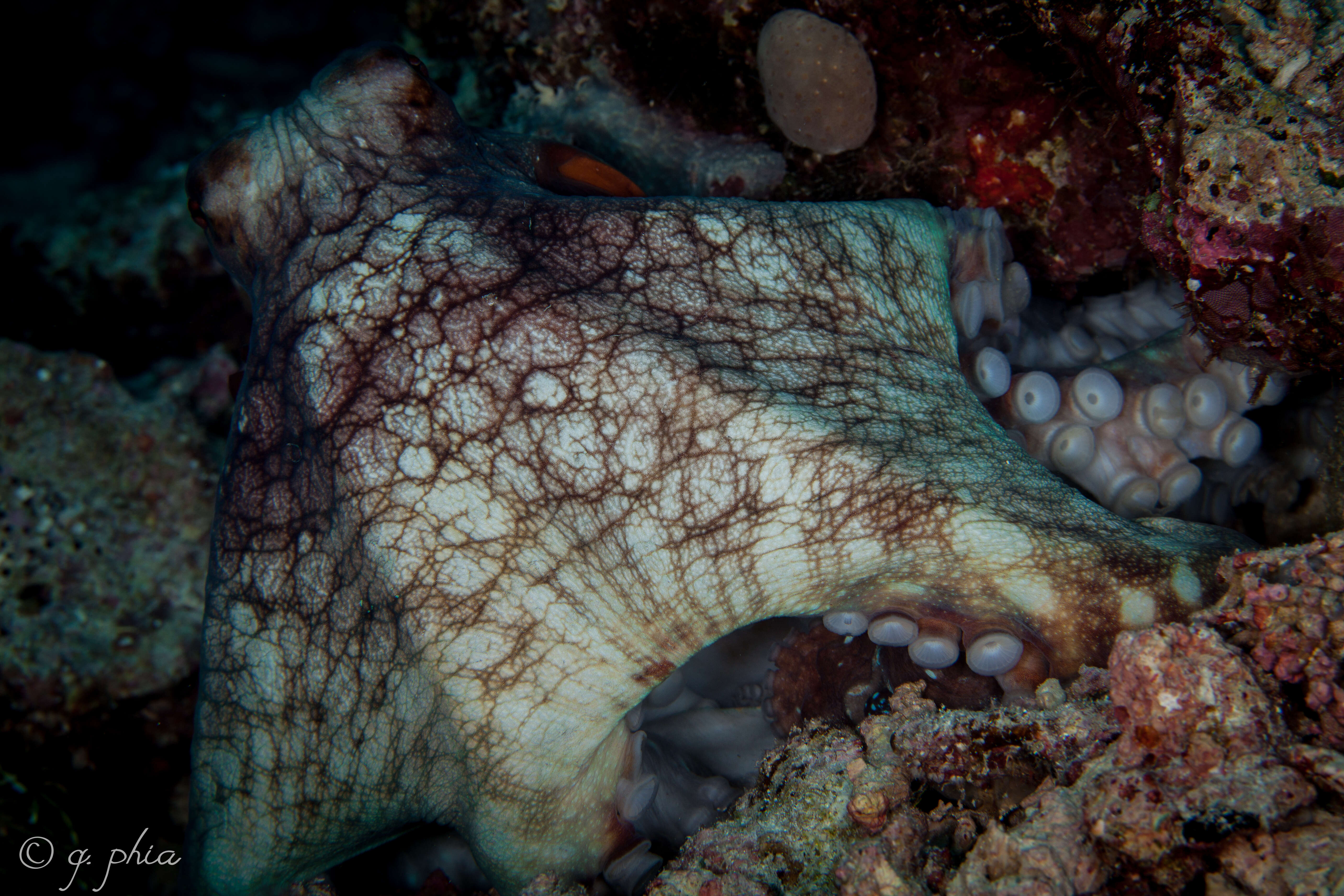 Image of Coconut shell octopus