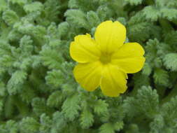 Image of Dionysia aretioides (Lehm.) Boiss.