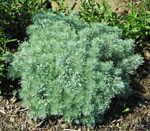 Image of Artemisia schmidtiana Maxim.