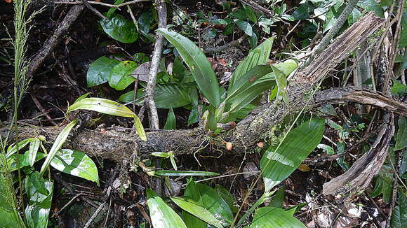 Image of Maxillaria rufescens Lindl.