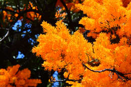 Image of Nuytsia