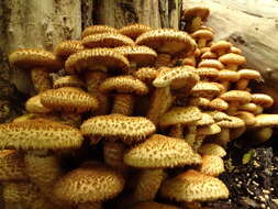 Pholiota squarrosa (Vahl) P. Kumm. 1871 resmi