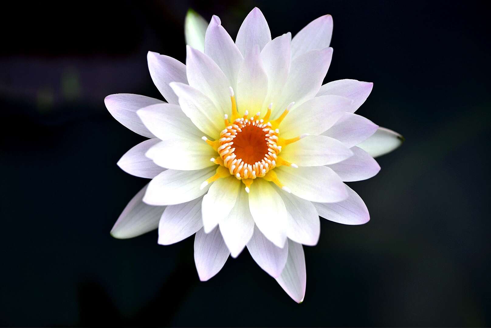 Image of waterlilies