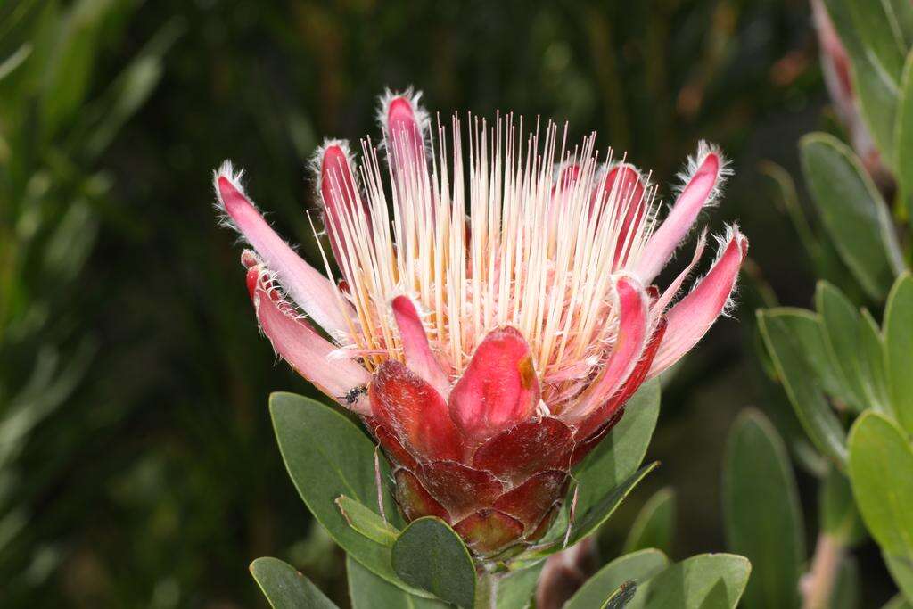 Image of Protea venusta Compton