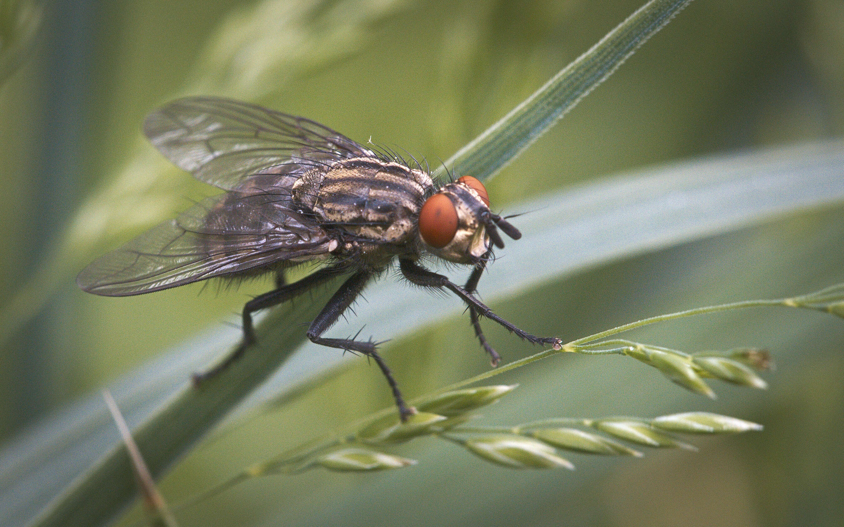 صورة Sarcophaga carnaria (Linnaeus 1758)