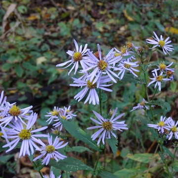 Image of crookedstem aster