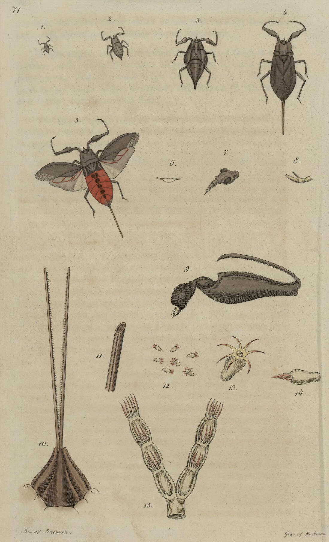 Image of Nepa Linnaeus 1758