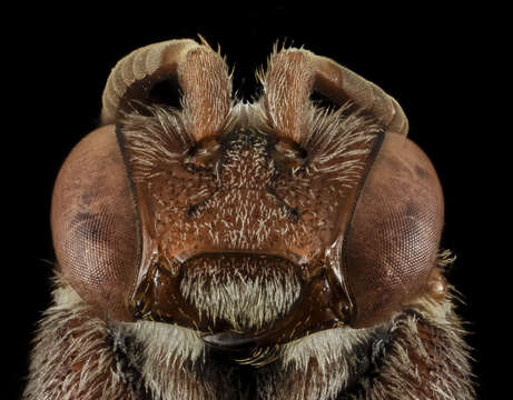 Image of Nomada australis Mitchell 1962