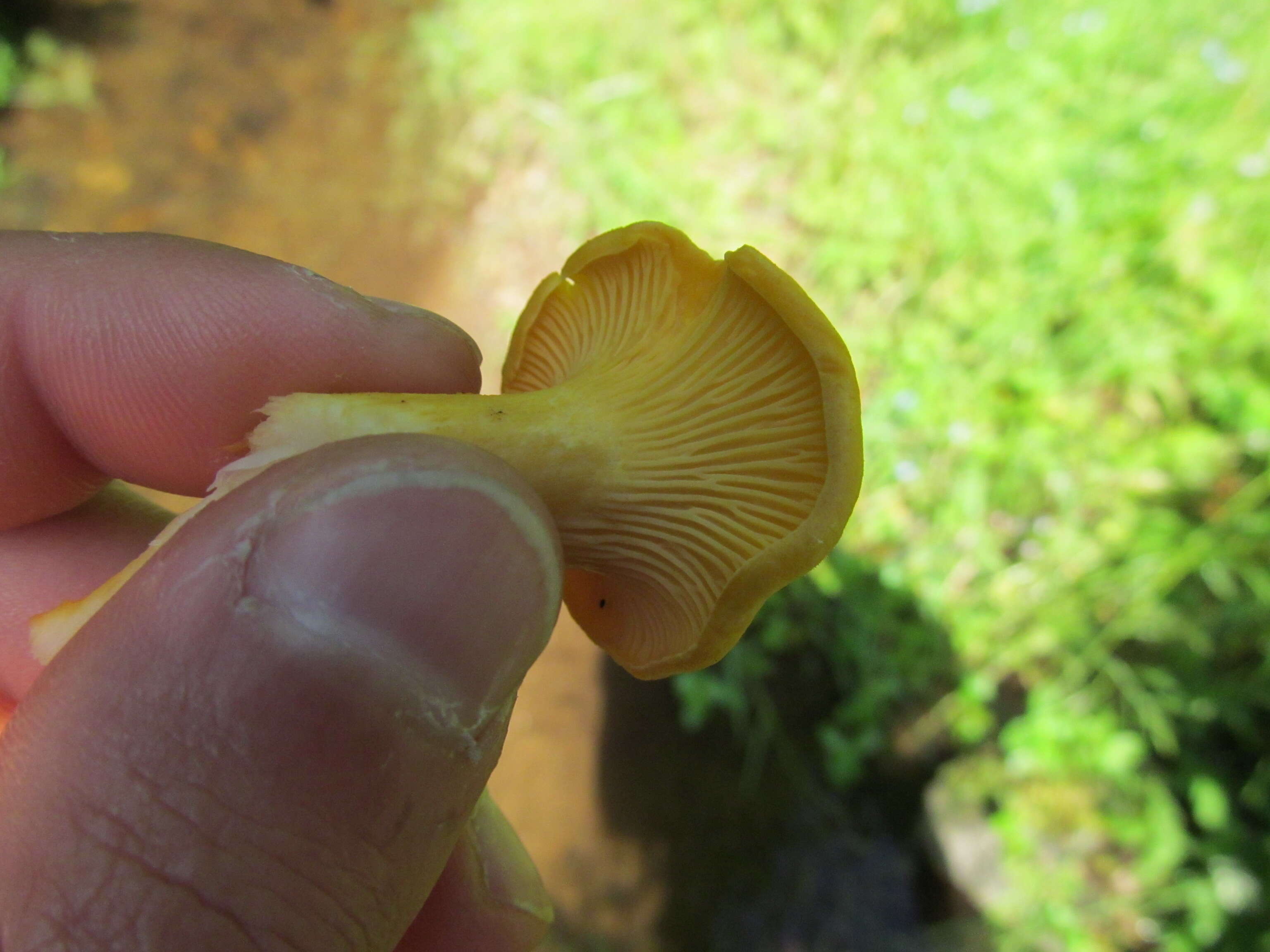 Image of Chanterelle