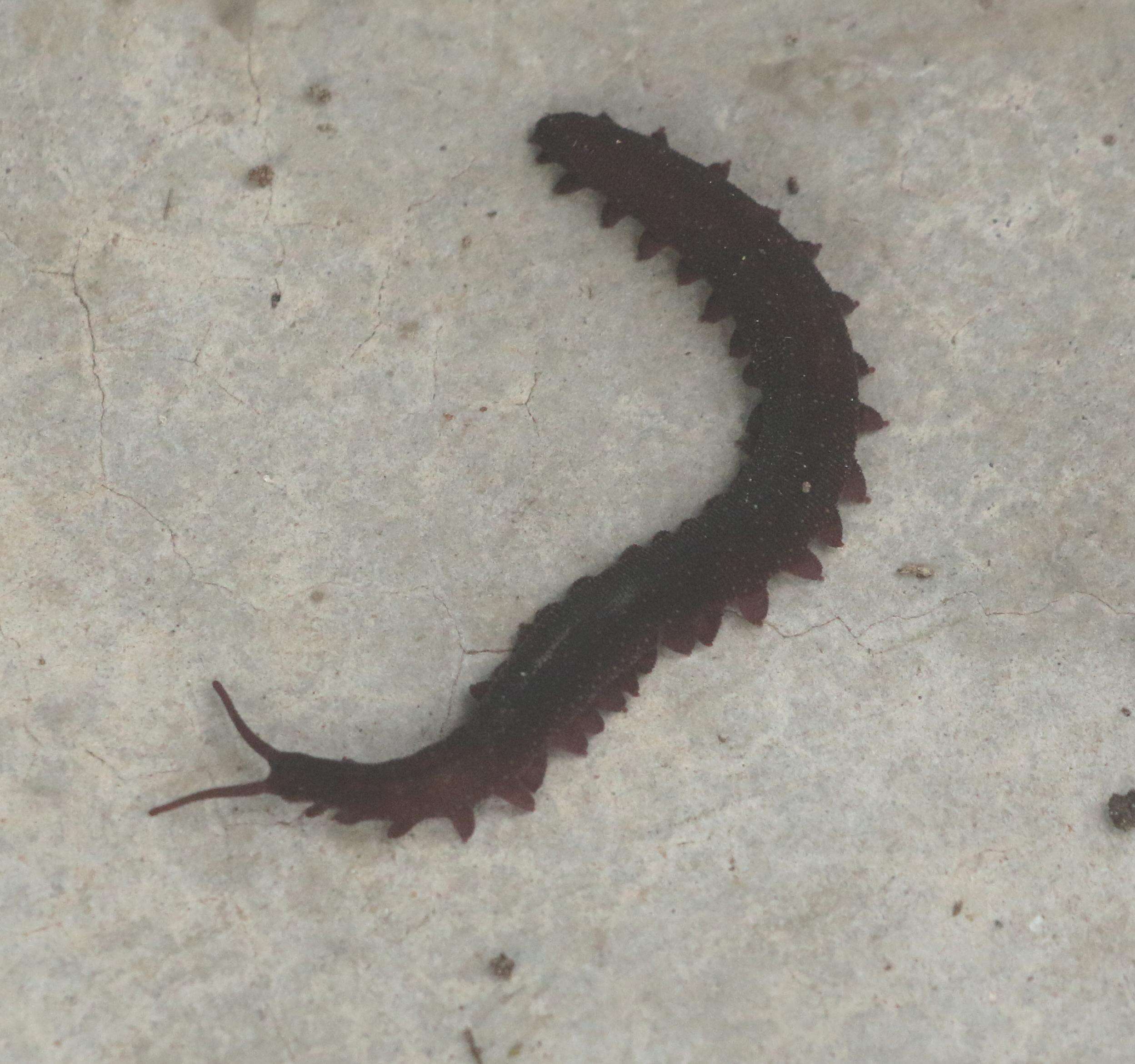 Image of Velvet worm