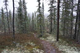 Image of Canadian Spruce