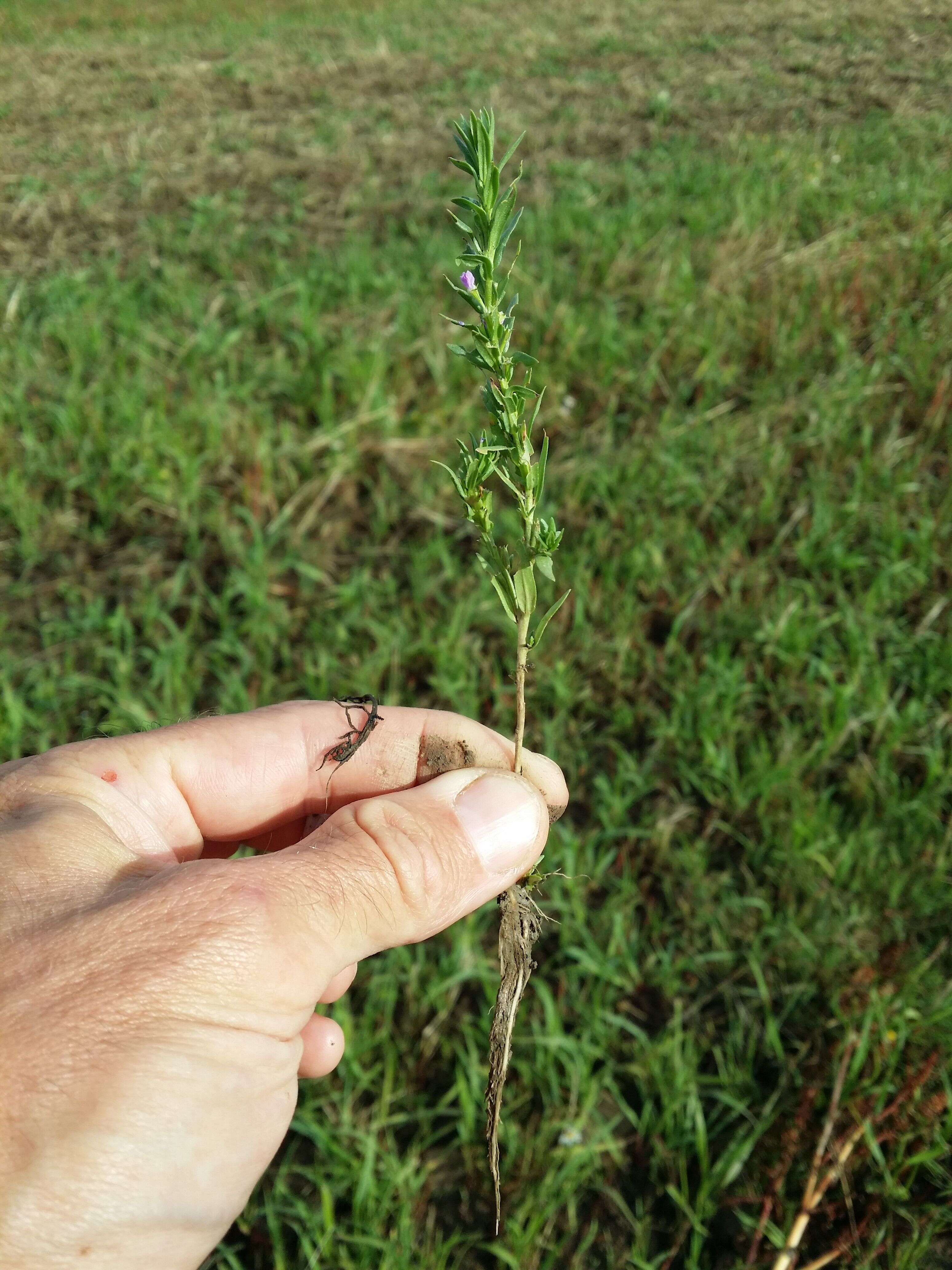 Image of Grass-poly