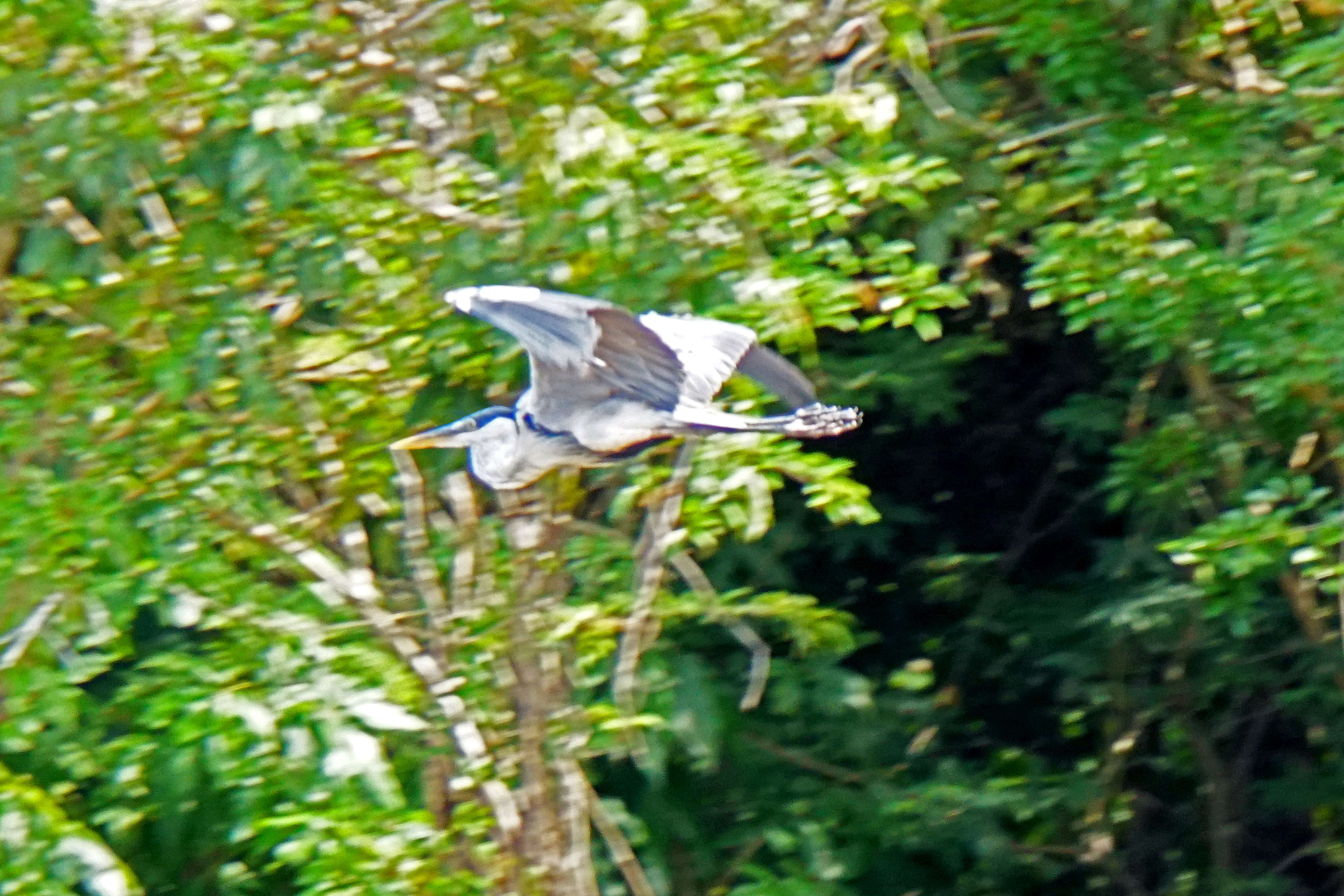 Image of Cocoi Heron