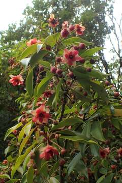 Image de Illicium henryi Diels