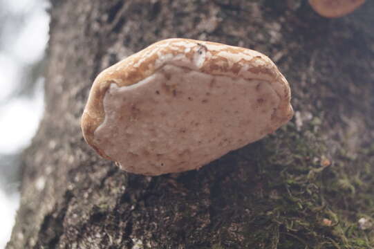 Image of birch polypore