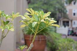 Image of Dwarf Umbrella Tree