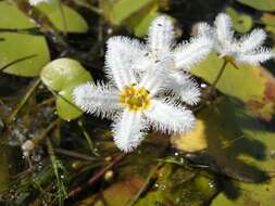 Image of Water-snowflake