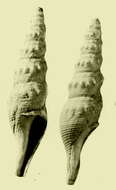 Image of Leucosyrinx rabbidgei
