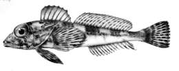 Image of Dragonet