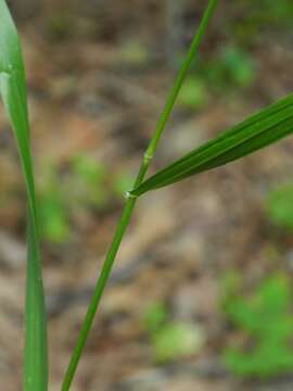 Imagem de Bromus nottowayanus Fernald