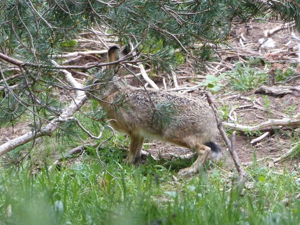 Image of Broom Hare