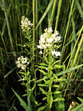 Image of yellow loosestrife