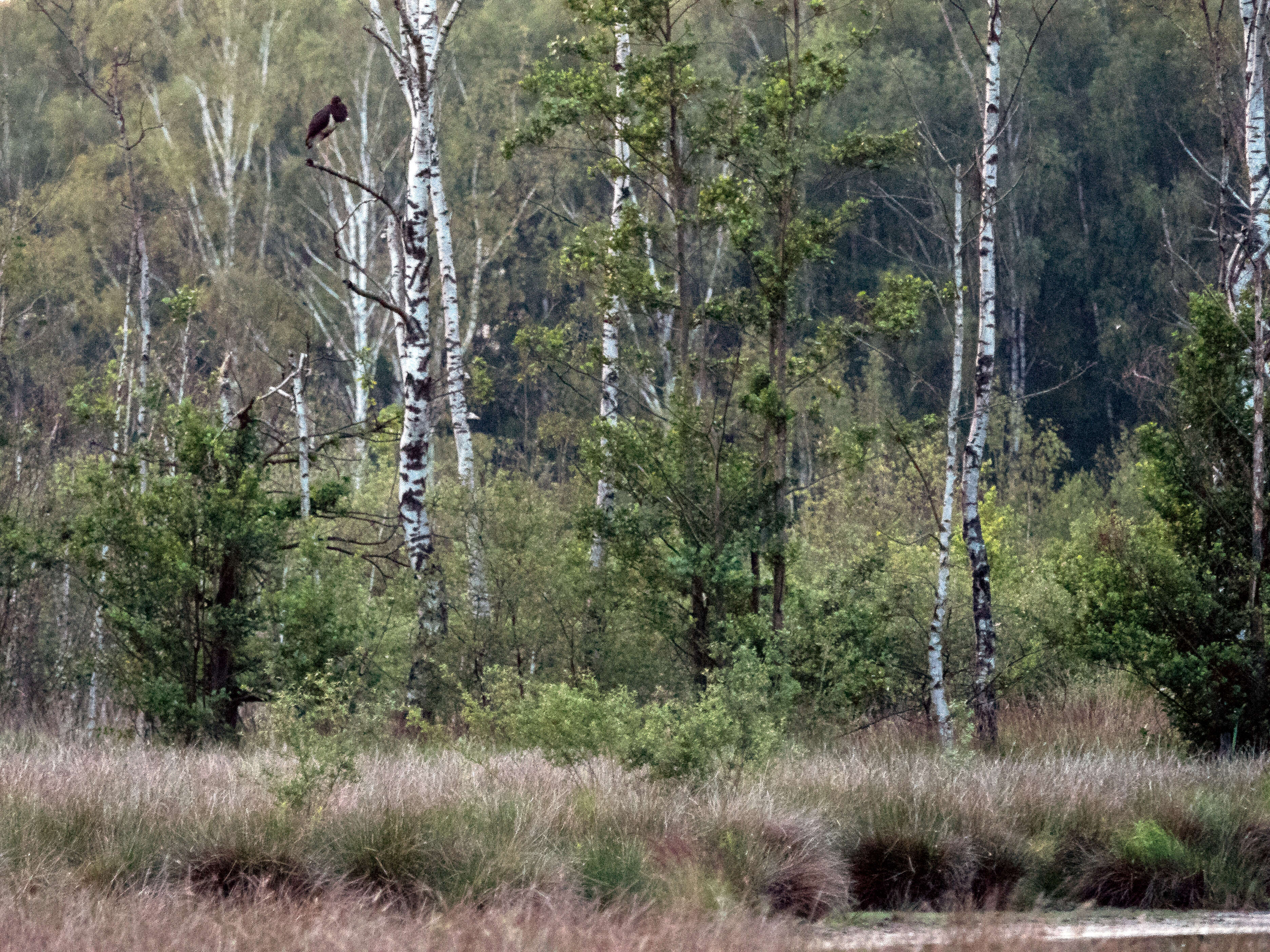 Image of Black Stork