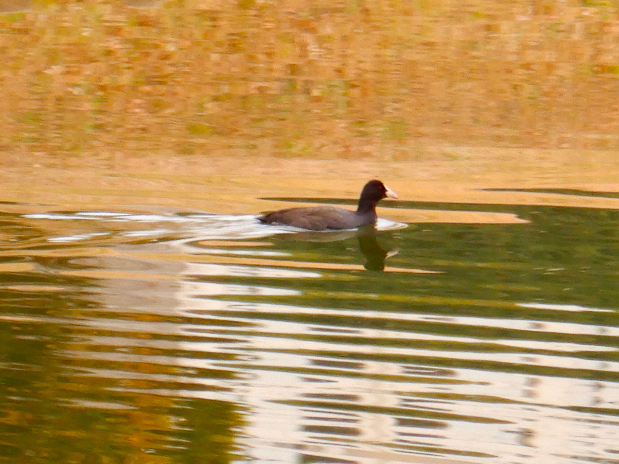 Image of Common Coot