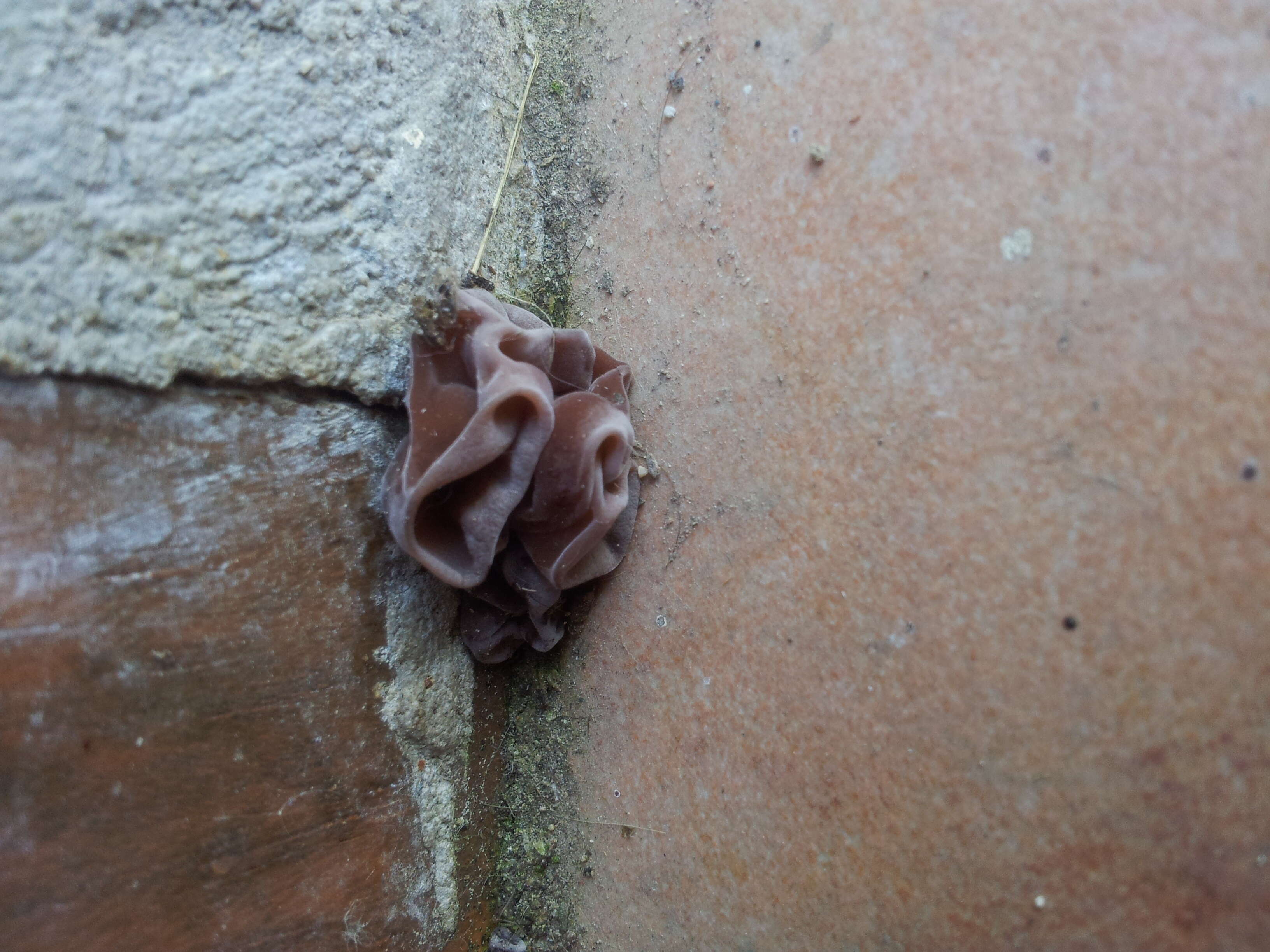 Image de Tremella foliacea